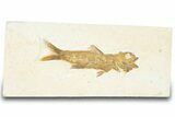 Uncommon Fossil Fish (Amphiplaga) - Wyoming #320253-1
